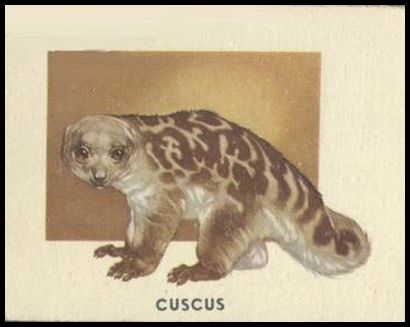 148 Cuscus